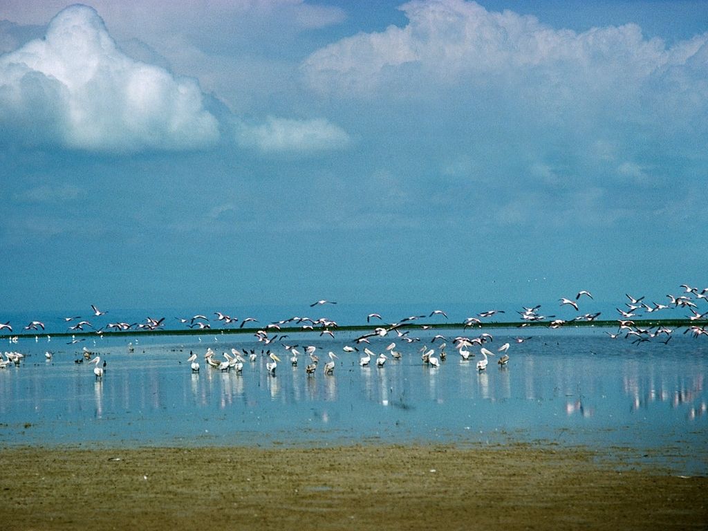 Wild Birds resting on Chale Swamp Lake near Dodoma. 