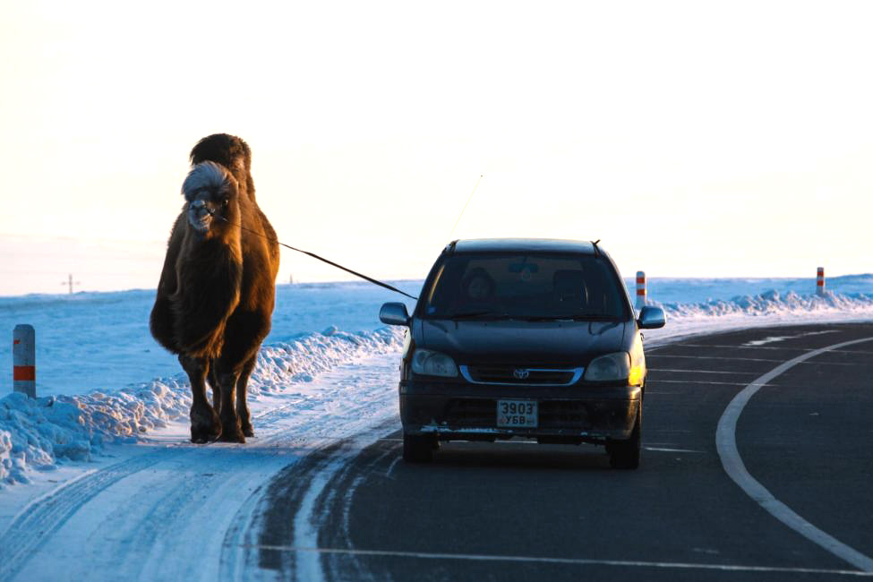 A Mongolian camel on a leash walks next to a car on the highway.