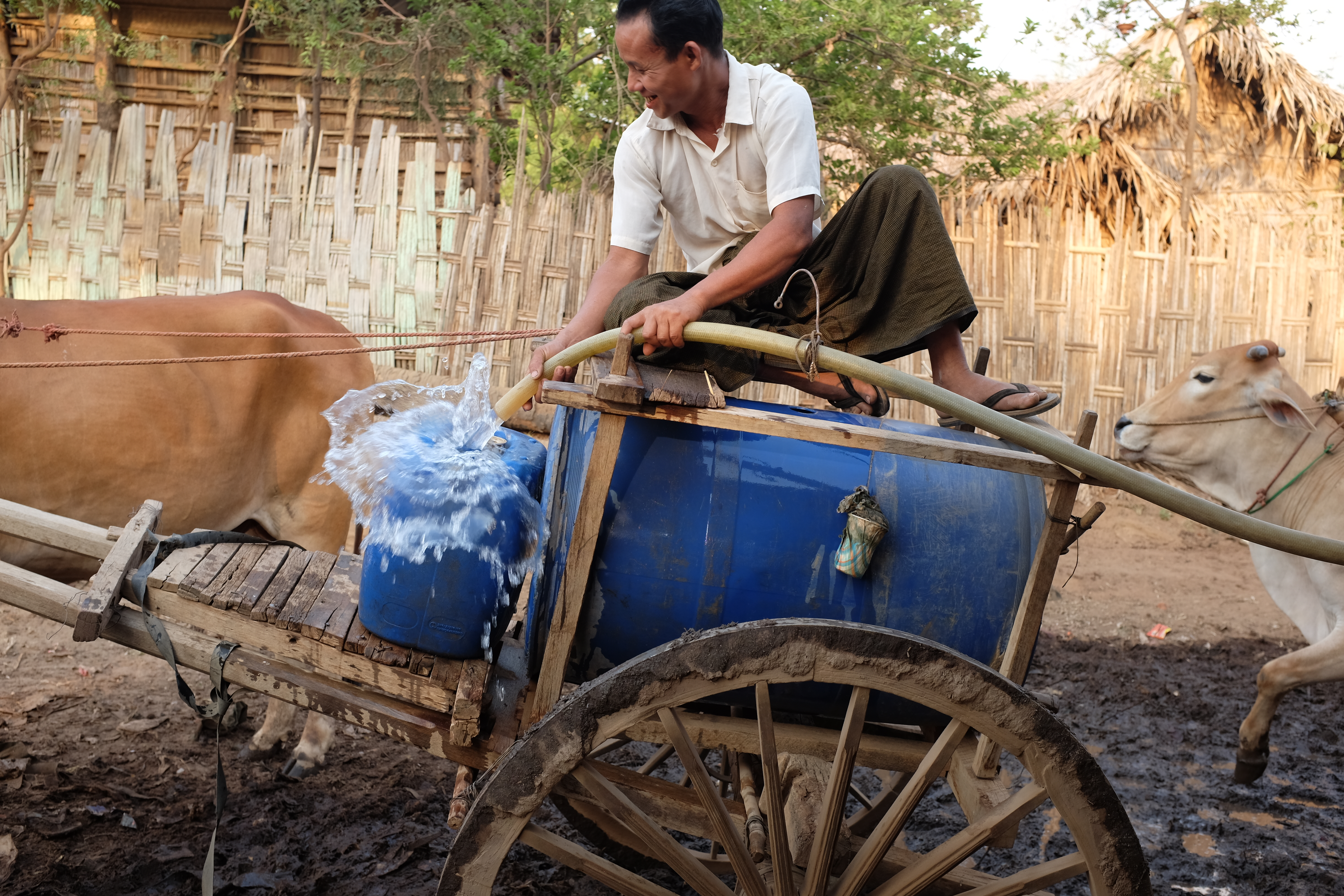 A man on cart uses a hose to fill blue water containers with cows standing by